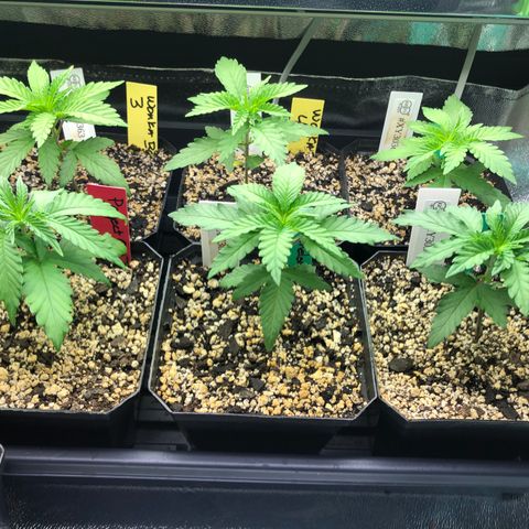 Wonka Bars #3 growlog timeline photo
