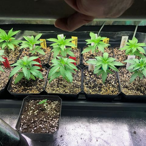 Wonka Bars #3 growlog timeline photo