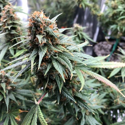 Sir Gheen of the Green (6) growlog timeline photo