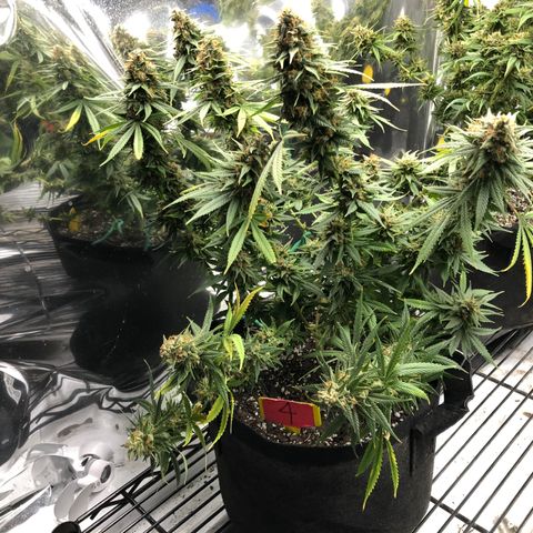 Sir Gheen of the Green (6) growlog timeline photo