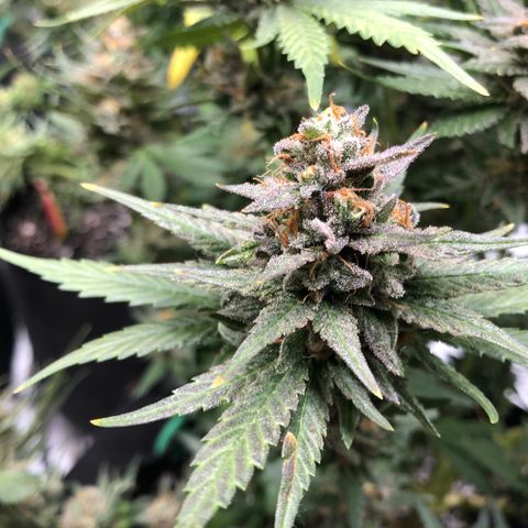 Sir Gheen of the Green (6) growlog timeline photo