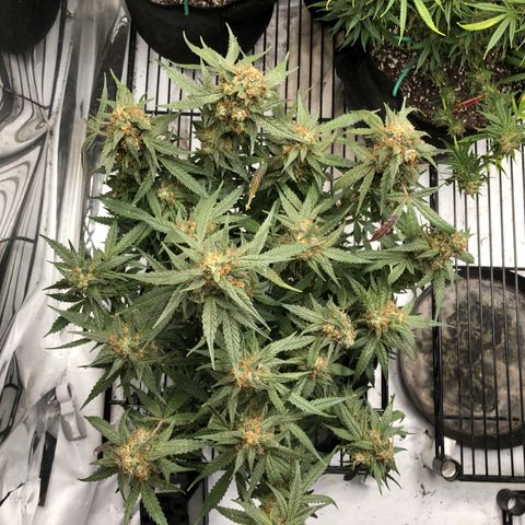 Sir Gheen of the Green (6) growlog timeline photo