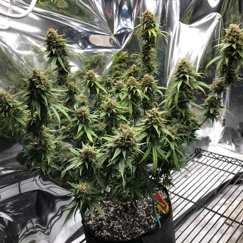 Sir Gheen of the Green (6) growlog timeline photo