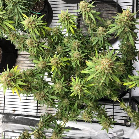 Sir Gheen of the Green (6) growlog timeline photo