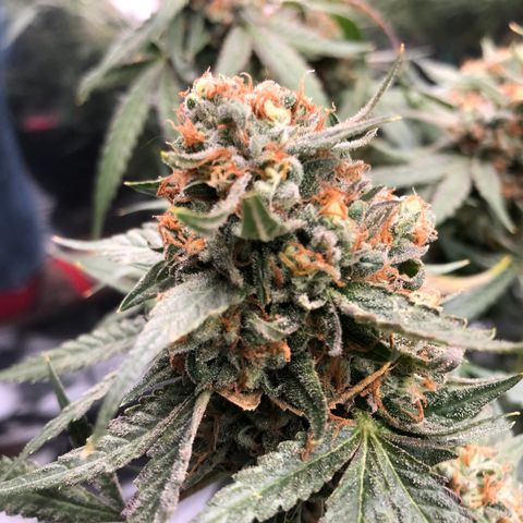 Sir Gheen of the Green (6) growlog timeline photo
