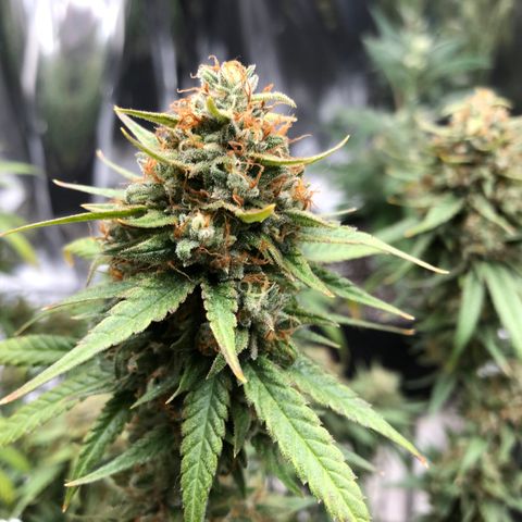 Sir Gheen of the Green (6) growlog timeline photo