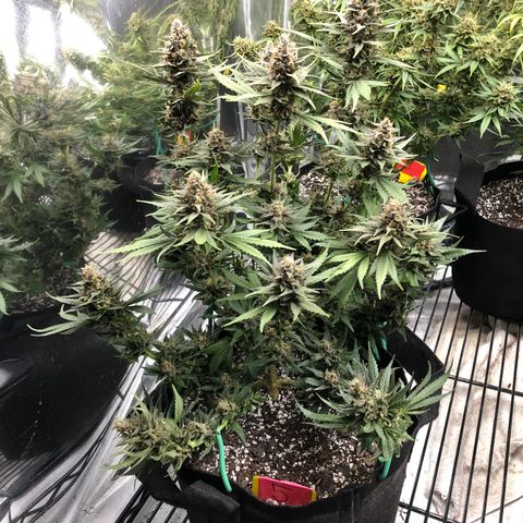 Sir Gheen of the Green (6) growlog timeline photo
