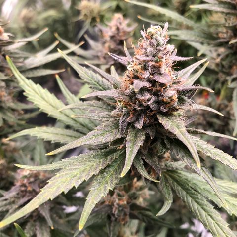Sir Gheen of the Green (6) growlog timeline photo