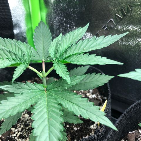 Wonka Bars #3 growlog timeline photo
