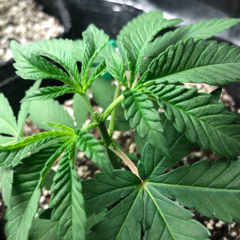 Wonka Bars #3 growlog timeline photo