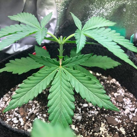 Wonka Bars #3 growlog timeline photo