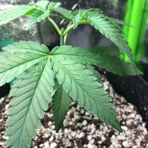 Wonka Bars #3 growlog timeline photo
