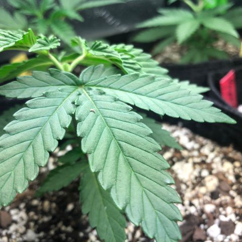 Wonka Bars #3 growlog timeline photo