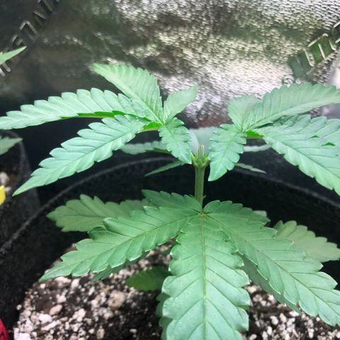 Wonka Bars #3 growlog timeline photo