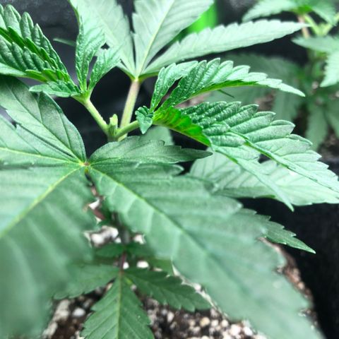 Wonka Bars #3 growlog timeline photo