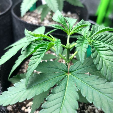 Wonka Bars #3 growlog timeline photo