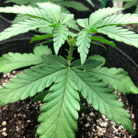 Wonka Bars #3 growlog timeline photo