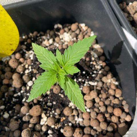 Gorilla Zkittlez Auto growlog timeline photo