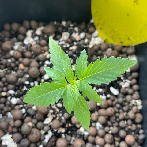 Gorilla Zkittlez Auto growlog timeline photo