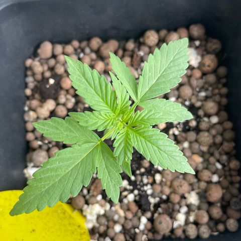 Gorilla Zkittlez Auto growlog timeline photo
