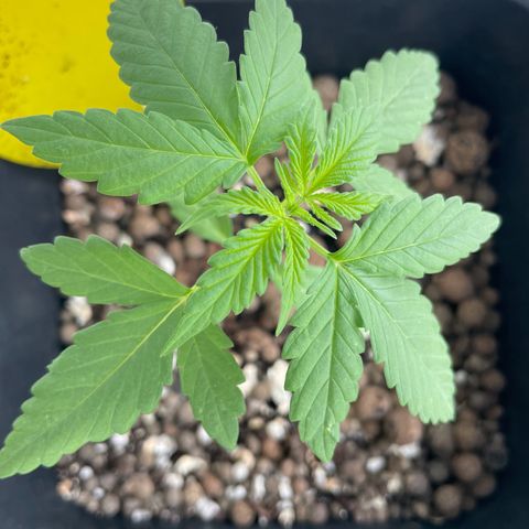Gorilla Zkittlez Auto growlog timeline photo