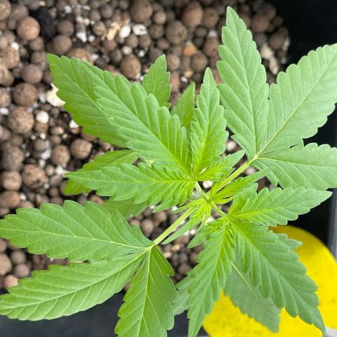 Gorilla Zkittlez Auto growlog timeline photo