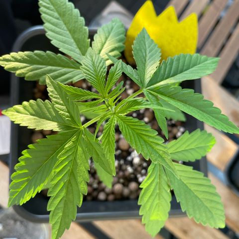 Gorilla Zkittlez Auto growlog timeline photo