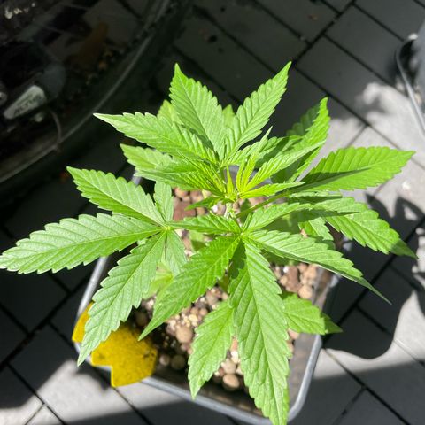 Gorilla Zkittlez Auto growlog timeline photo