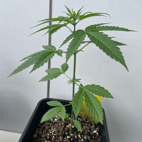 Gorilla Zkittlez Auto growlog timeline photo