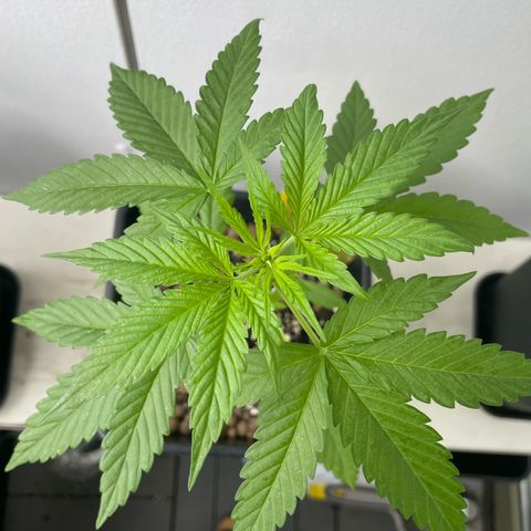 Gorilla Zkittlez Auto growlog timeline photo