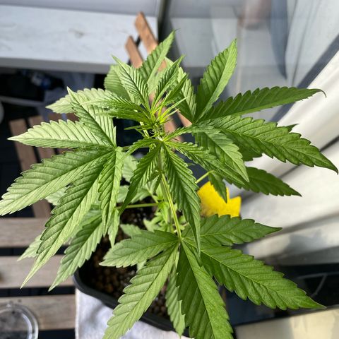 Gorilla Zkittlez Auto growlog timeline photo
