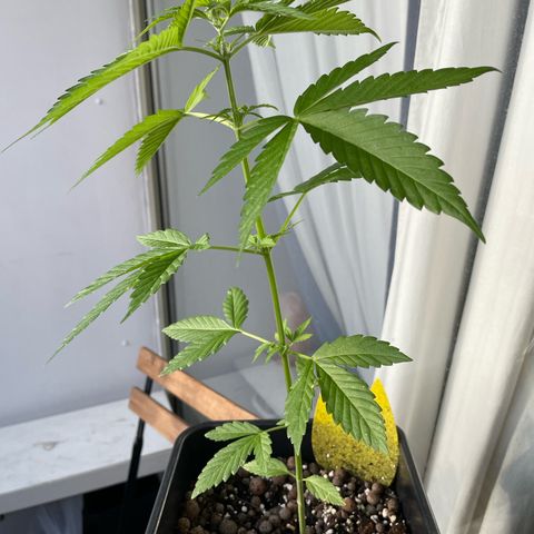 Gorilla Zkittlez Auto growlog timeline photo