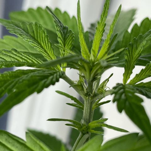 Gorilla Zkittlez Auto growlog timeline photo
