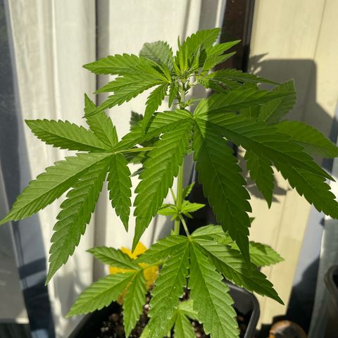 Gorilla Zkittlez Auto growlog timeline photo