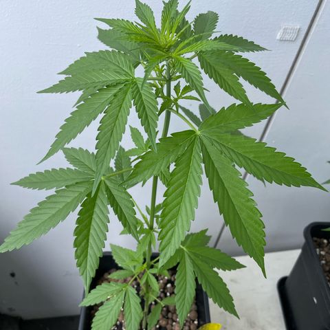 Gorilla Zkittlez Auto growlog photo: Sehr windig gewesen die letzten Tage, daher kleine krümmung des Stiels ansonsten ganz gut 