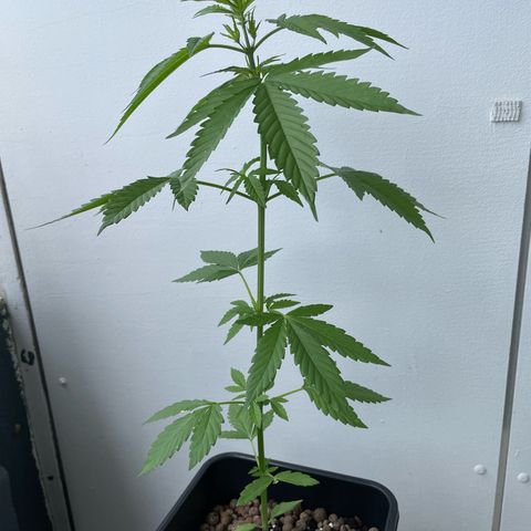 Gorilla Zkittlez Auto growlog photo: Sehr windig gewesen die letzten Tage, daher kleine krümmung des Stiels ansonsten ganz gut 