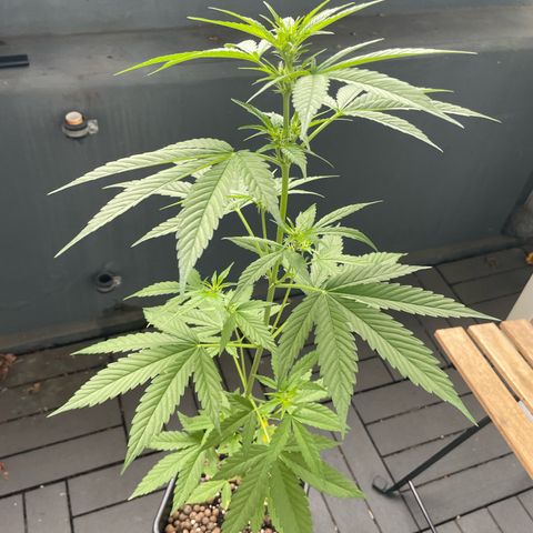 Gorilla Zkittlez Auto growlog timeline photo