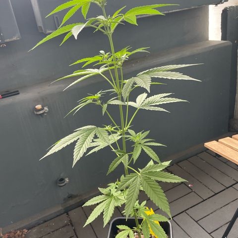 Gorilla Zkittlez Auto growlog timeline photo