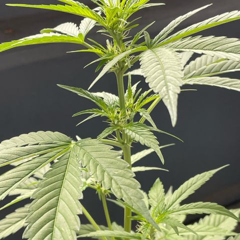 Gorilla Zkittlez Auto growlog timeline photo