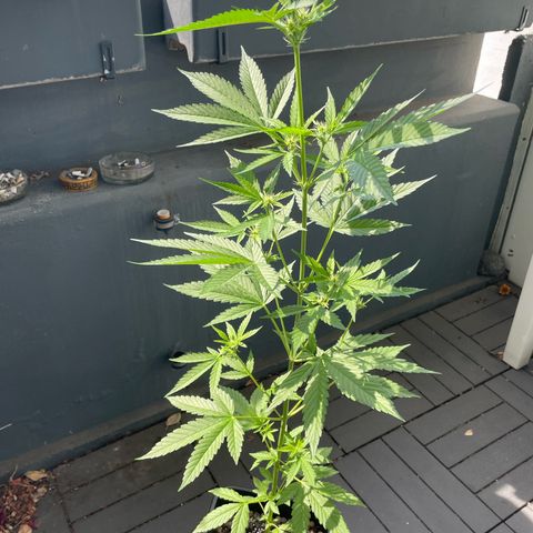 Gorilla Zkittlez Auto growlog timeline photo