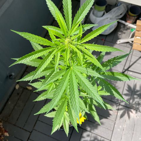 Gorilla Zkittlez Auto growlog timeline photo