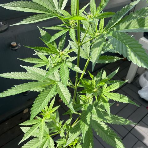 Gorilla Zkittlez Auto growlog timeline photo