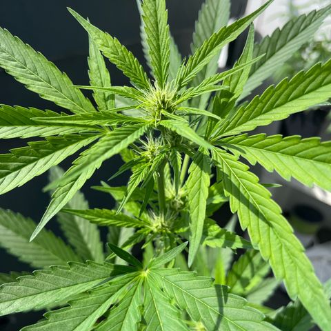 Gorilla Zkittlez Auto growlog timeline photo