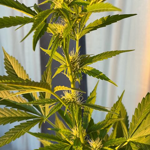 Gorilla Zkittlez Auto growlog timeline photo