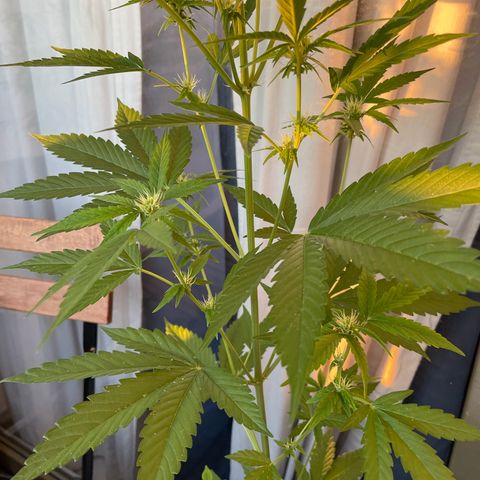 Gorilla Zkittlez Auto growlog timeline photo