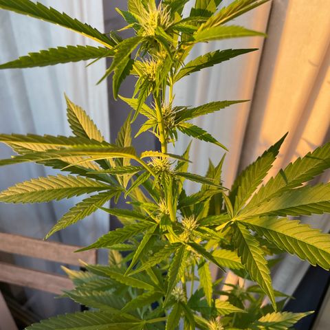 Gorilla Zkittlez Auto growlog timeline photo