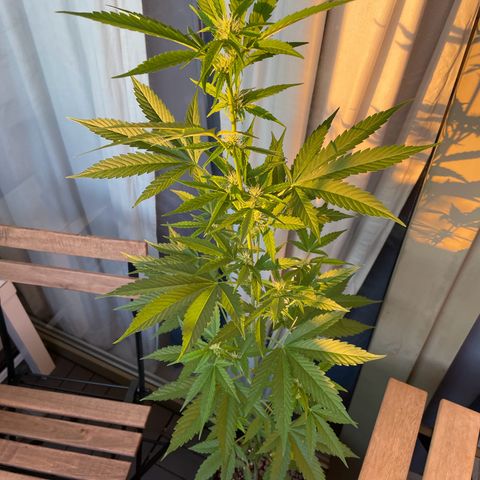Gorilla Zkittlez Auto growlog timeline photo