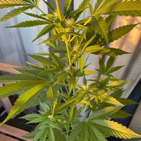 Gorilla Zkittlez Auto growlog timeline photo