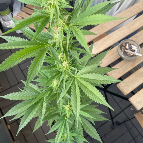Gorilla Zkittlez Auto growlog timeline photo