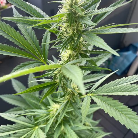 Gorilla Zkittlez Auto growlog timeline photo